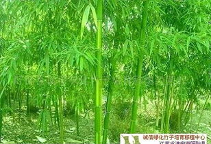 盱眙县诚信绿化竹子培育移植经营部